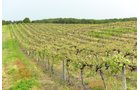 Concord Grapes in Van Buren County, Michigan farmland - LAND AUCTION - 194+/- ACRES OFFERED IN 5 TRACTS IN VAN BUREN COUNTY, MICHIGAN